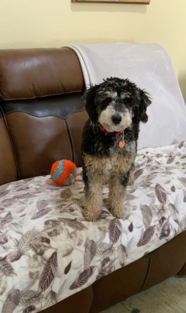 Ms. Lottie the F2 Mini-Bernedoodle