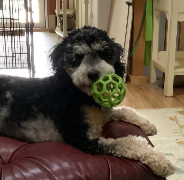 Ms. Lottie the F2 Mini-Bernedoodle