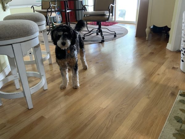Ms. Lottie the F2 Mini-Bernedoodle