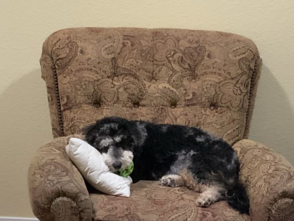 Ms. Lottie the F2 Mini-Bernedoodle