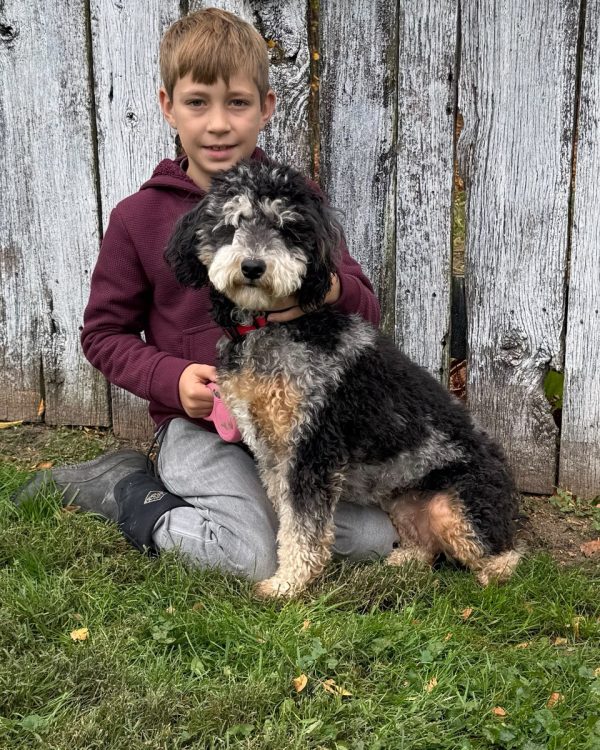 Ms. Lottie the F2 Mini-Bernedoodle