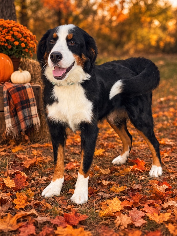 Sage the Bernese Mountain Dog