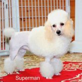 Superman the Poodle Dad